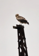 Short-toed Eagle in the juvenile plumage