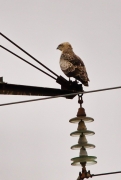 The second (bigger) bird had the same colouration