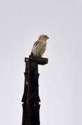 A front view of the juvenile Short-toed Eagle
