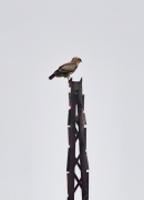 Top of a power pole is the typical perch of Short-toed Eagles not only on open grounds