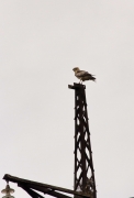 Such perches are the most comfortable in a steppe for hunting and resting
