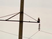 This eagle looked bigger