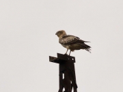 The juvenile Short-toed Eagle on top of the power pole
