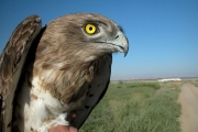 Short-toed Eagle (CIRCAETUS GALLICUS) / by BLASCO-ZUMETA J. 2006
