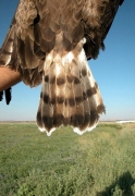Short-toed Eagle (CIRCAETUS GALLICUS) / by BLASCO-ZUMETA J. 2006