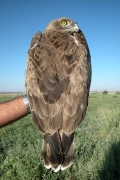 Short-toed Eagle (CIRCAETUS GALLICUS) / by BLASCO-ZUMETA J. 2006