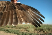 Short-toed Eagle (CIRCAETUS GALLICUS) / by BLASCO-ZUMETA J. 2006