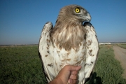 Short-toed Eagle (CIRCAETUS GALLICUS) / by BLASCO-ZUMETA J. 2006