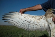 Short-toed Eagle (CIRCAETUS GALLICUS) / by BLASCO-ZUMETA J. 2006