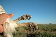 Short-toed Eagle (CIRCAETUS GALLICUS) / by BLASCO-ZUMETA J. 2006