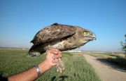 Short-toed Eagle (CIRCAETUS GALLICUS) / by BLASCO-ZUMETA J. 2006