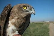 Short-toed Eagle (CIRCAETUS GALLICUS) / by BLASCO-ZUMETA J. 2006