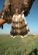 Short-toed Eagle (CIRCAETUS GALLICUS) / by BLASCO-ZUMETA J. 2006