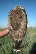 Short-toed Eagle (CIRCAETUS GALLICUS) / by BLASCO-ZUMETA J. 2006