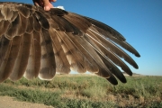 Short-toed Eagle (CIRCAETUS GALLICUS) / by BLASCO-ZUMETA J. 2006