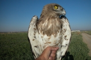 Short-toed Eagle (CIRCAETUS GALLICUS) / by BLASCO-ZUMETA J. 2006