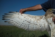 Short-toed Eagle (CIRCAETUS GALLICUS) / by BLASCO-ZUMETA J. 2006