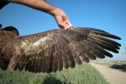 Short-toed Eagle (CIRCAETUS GALLICUS) / by BLASCO-ZUMETA J. 2006