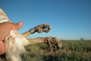 Short-toed Eagle (CIRCAETUS GALLICUS) / by BLASCO-ZUMETA J. 2006