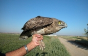 Short-toed Eagle (CIRCAETUS GALLICUS) / by BLASCO-ZUMETA J. 2006