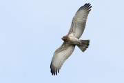 Juvenile Short-toed Eagle A08 / by Bertalan Majercsak