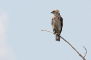 3cy Short-toed Eagle A11 / by Daniel Balla