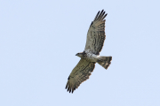 4cy Short-toed Eagle A28 / by Bertalan Majercsak