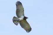 Juvenile Short-toed Eagle A30 / by Bertalan Majercsak