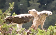JUVENILE+INDEFINITE & ADULT+MALE : 19.VII.2009 : Birds - 21 (left) & 22 (right) : Author - B.JOUBERT : Place - Haute-Loire : Country - France : Feeding the juvenile, which will take off in 11 days