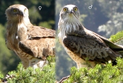 ADULT+FEMALE & ADULT+MALE : VII.2009 : Birds - 23 (left) & 22 (right) : Author - B.JOUBERT : Place - Haute-Loire : Country - France : Breeding pair
