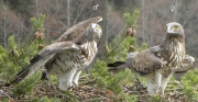 ADULT+MALE & ADULT+FEMALE : 24.III.2010 : Birds - 19 (left) & 20 (right) : Author - B.JOUBERT : Place - Haute-Loire : Country - France : Ready to breed