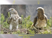 ADULT+MALE & ADULT+FEMALE : III.2012 : Birds - 19 (left) & ~23 (right) : Author - B.JOUBERT : Place - Haute-Loire : Country - France : Pair before breeding