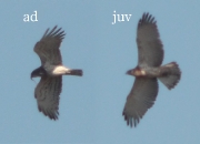 ADULT+MALE & JUVENILE+INDEFINITE : 04.IX.2011 : Birds - 17 (left) & 18 (right) : Author - K.PISMENNYI : Place - Kiev Region : Country - Ukraine : Before feeding the juvenile, which has left the nest, breeding at least during 3 years, photographed from a distance of 0.4 km