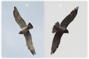 ADULT+MALE & ADULT+FEMALE : 03.VII.2011 : Birds - 1 (left) & 4 (right) : Author - K.PISMENNYI : Place - Chernihiv Region : Country - Ukraine : Breeding pair