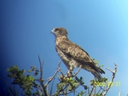 Short-toed Eagle (CIRCAETUS GALLICUS) / by DARAWSHI S. 2006