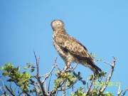 Short-toed Eagle (CIRCAETUS GALLICUS) / by DARAWSHI S. 2006