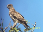 Short-toed Eagle (CIRCAETUS GALLICUS) / by DARAWSHI S. 2006