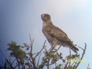 Short-toed Eagle (CIRCAETUS GALLICUS) / by DARAWSHI S. 2006