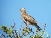 Short-toed Eagle (CIRCAETUS GALLICUS) / by DARAWSHI S. 2006