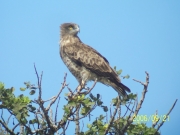 Short-toed Eagle (CIRCAETUS GALLICUS) / by DARAWSHI S. 2006