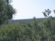 View from the Short-toed Eagle nest