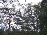 The nesting tree