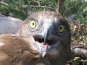 Short-toed Eagle chick's portrait