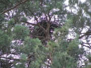 The nest of Short-toed Eagle