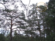 The nesting tree