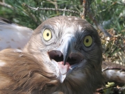 Short-toed Eagle chick's portrait