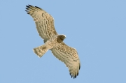 Spring 2013, Central Asia : although a distinguishing of the subspecies is under doubts now, it is fascinating to observe a possible representative of the race