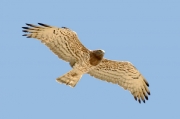 Spring 2013, Central Asia : this is a typical adult female Short-toed Eagle, also within an areal of Circaetus gallicus heptneri; although a distinguishing of the subspecies is under doubts now