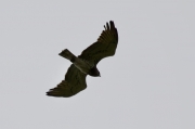 Spring 2012, Rivne Region : adult Short-toed Eagle male over vast hunting grounds of one of the wildest regions of Ukraine