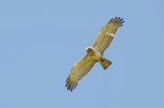 Spring 2012, Rivne Region : he circles with prey over observers and attentively examines them